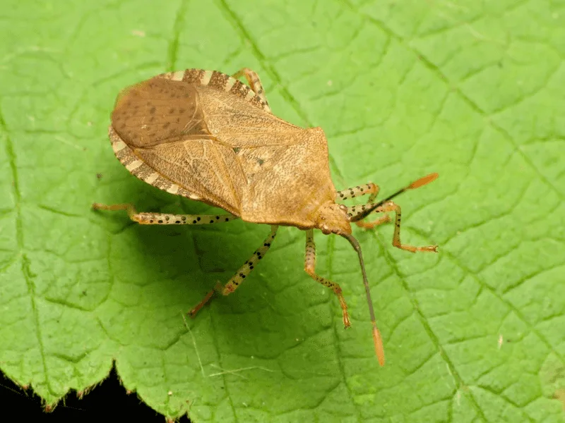Squash Bug