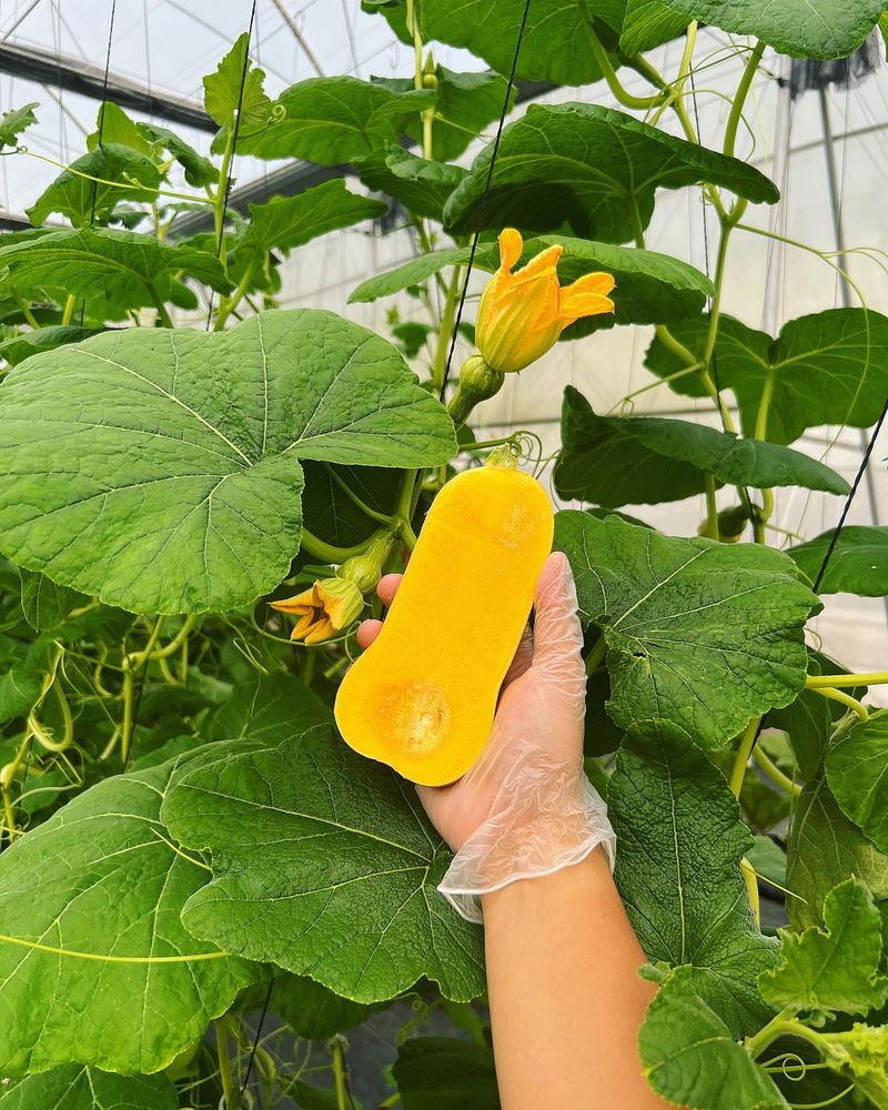 Squash and Marigolds