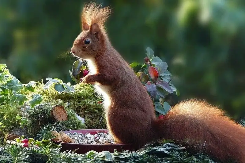 Squirrel Deterrent