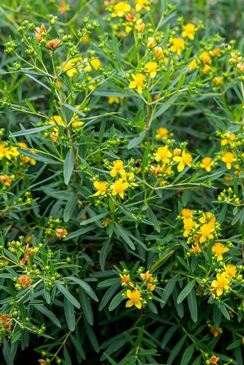St. John's Wort