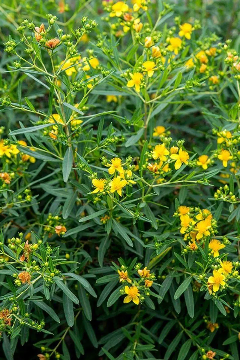 St. John's Wort