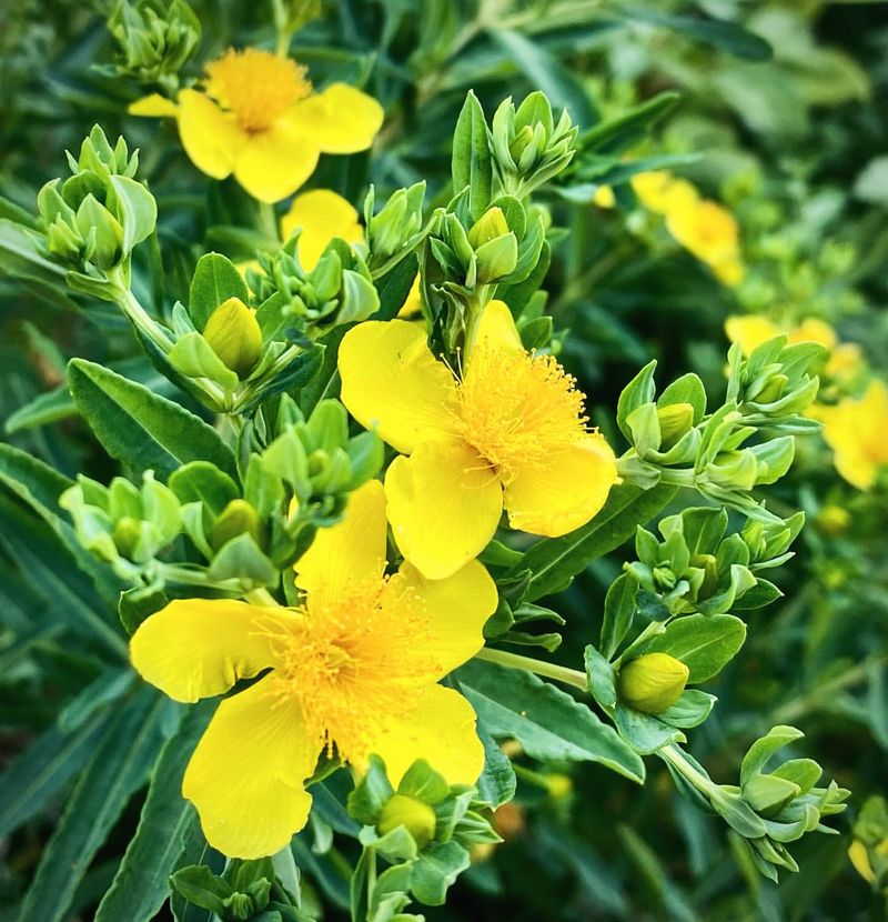 St. John's Wort