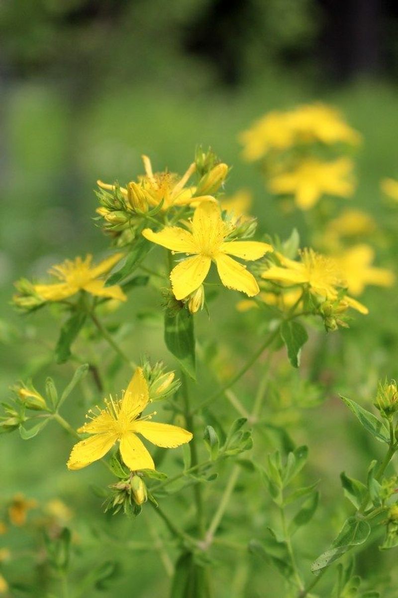 St. John's Wort