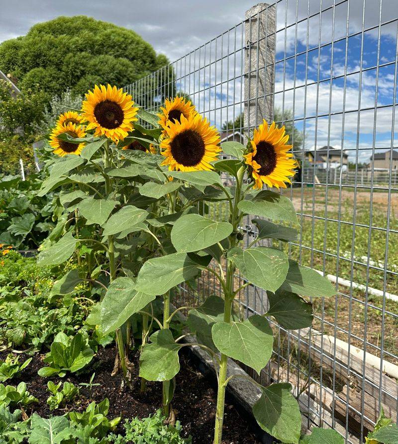 Staggering Sunflower