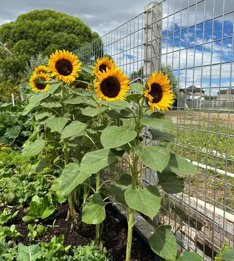 Staggering Sunflower