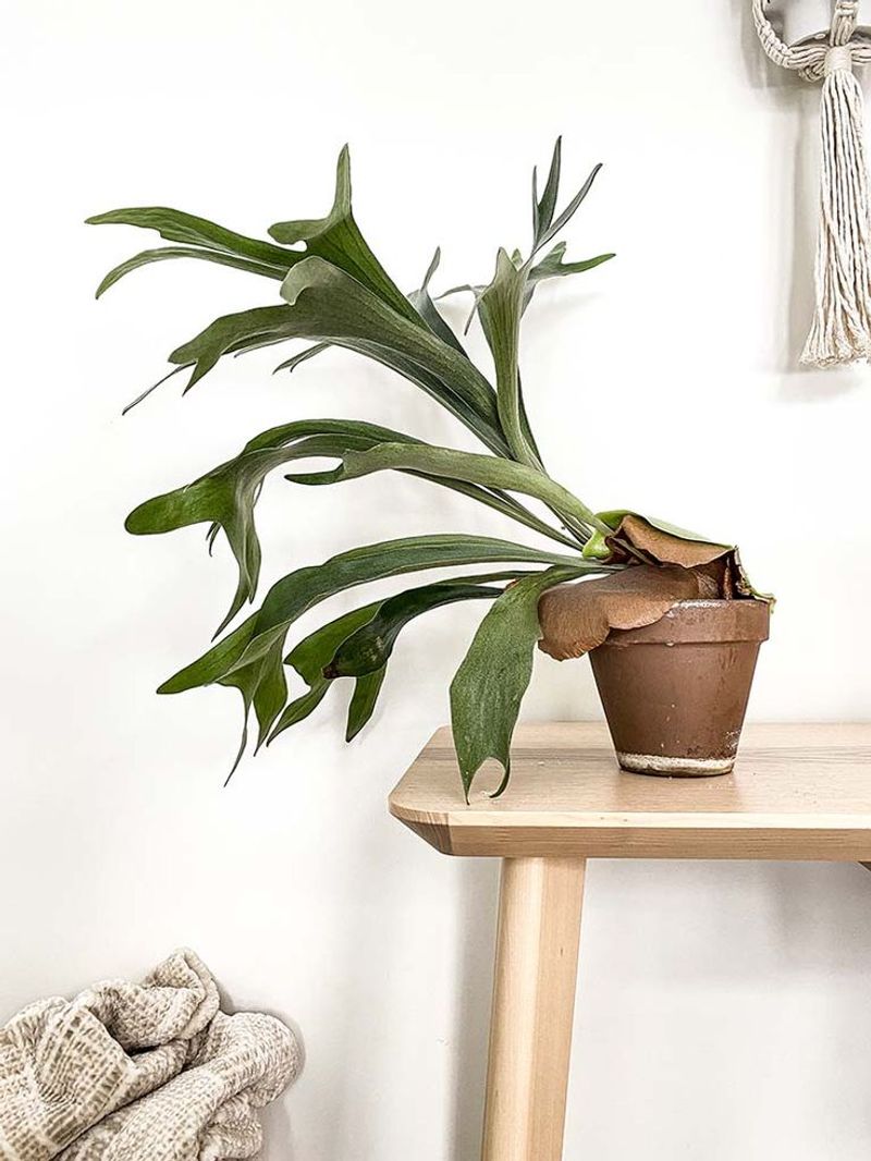 Staghorn Fern