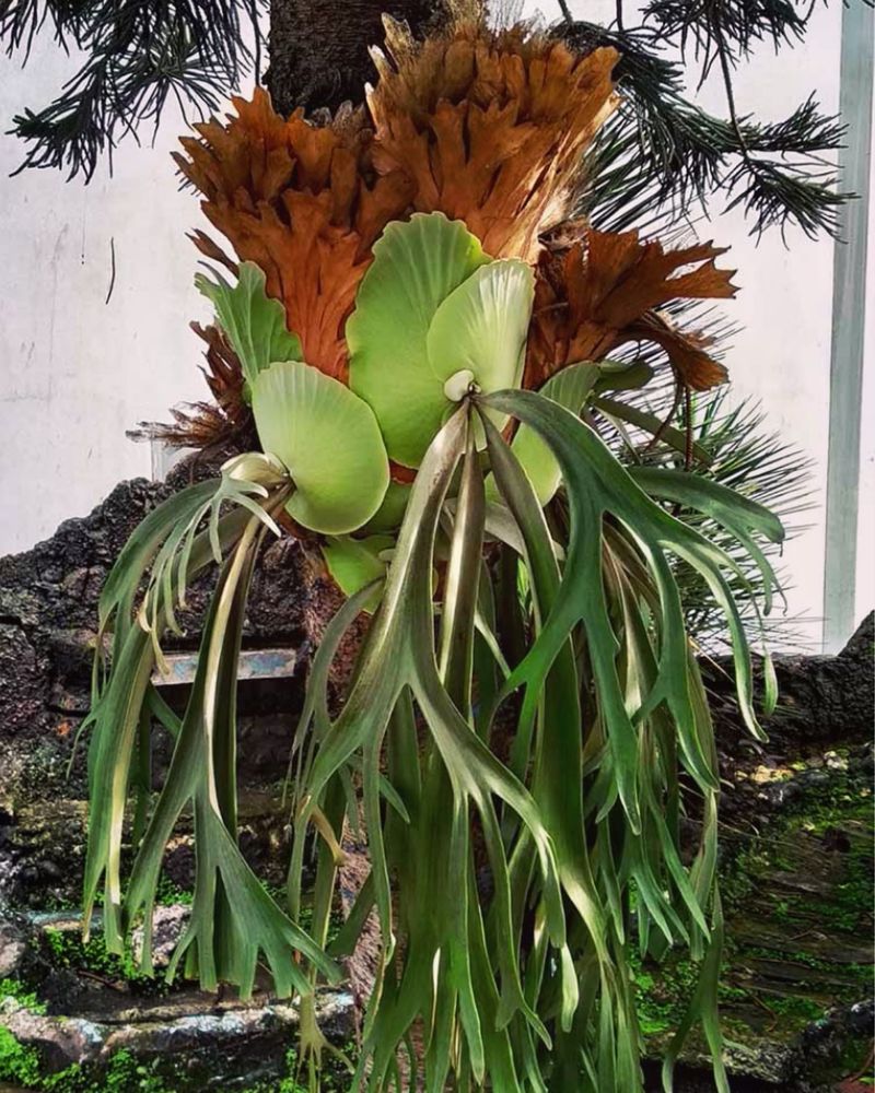 Staghorn Fern