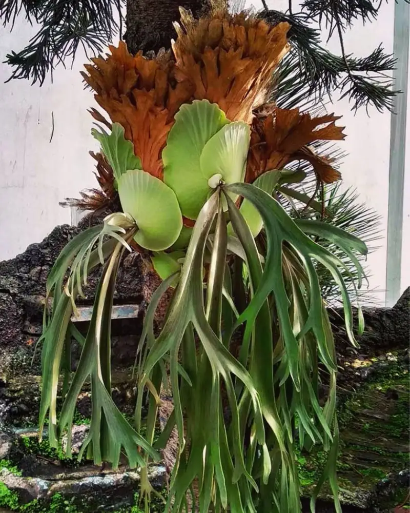 Staghorn Fern