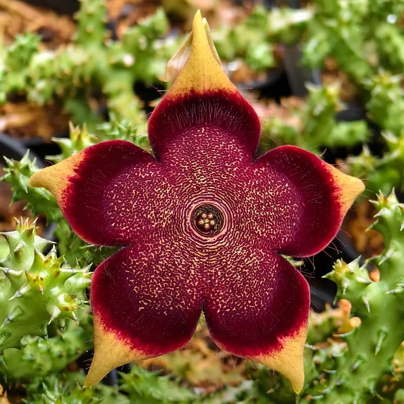Stapelia