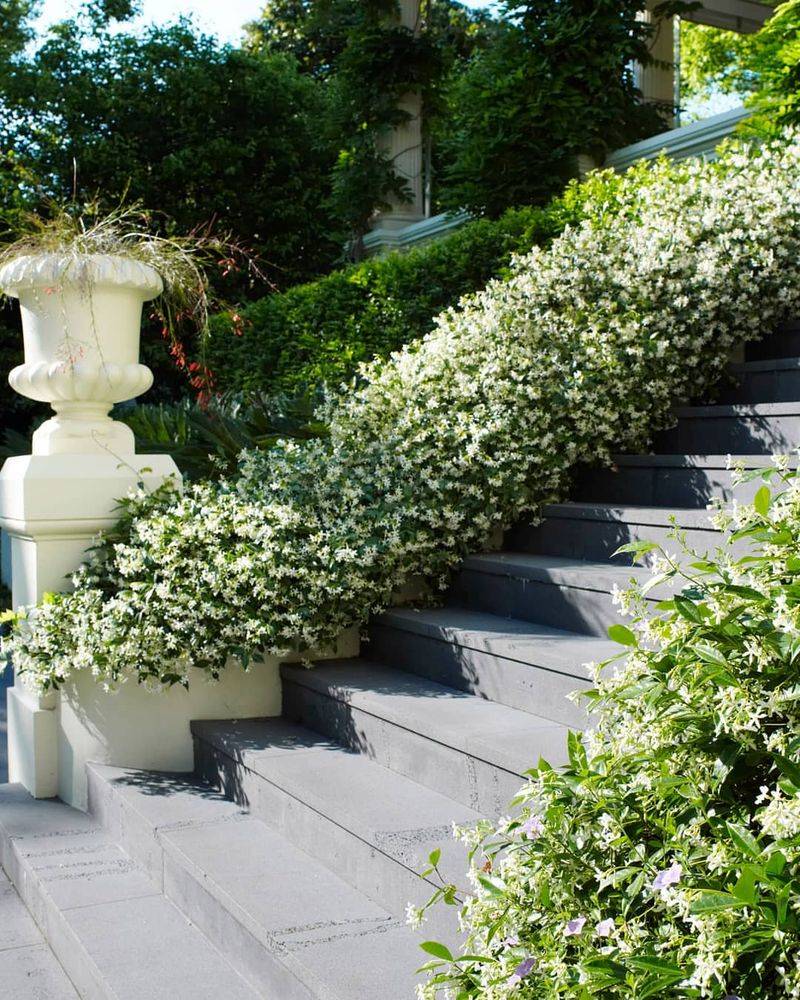 Star Jasmine