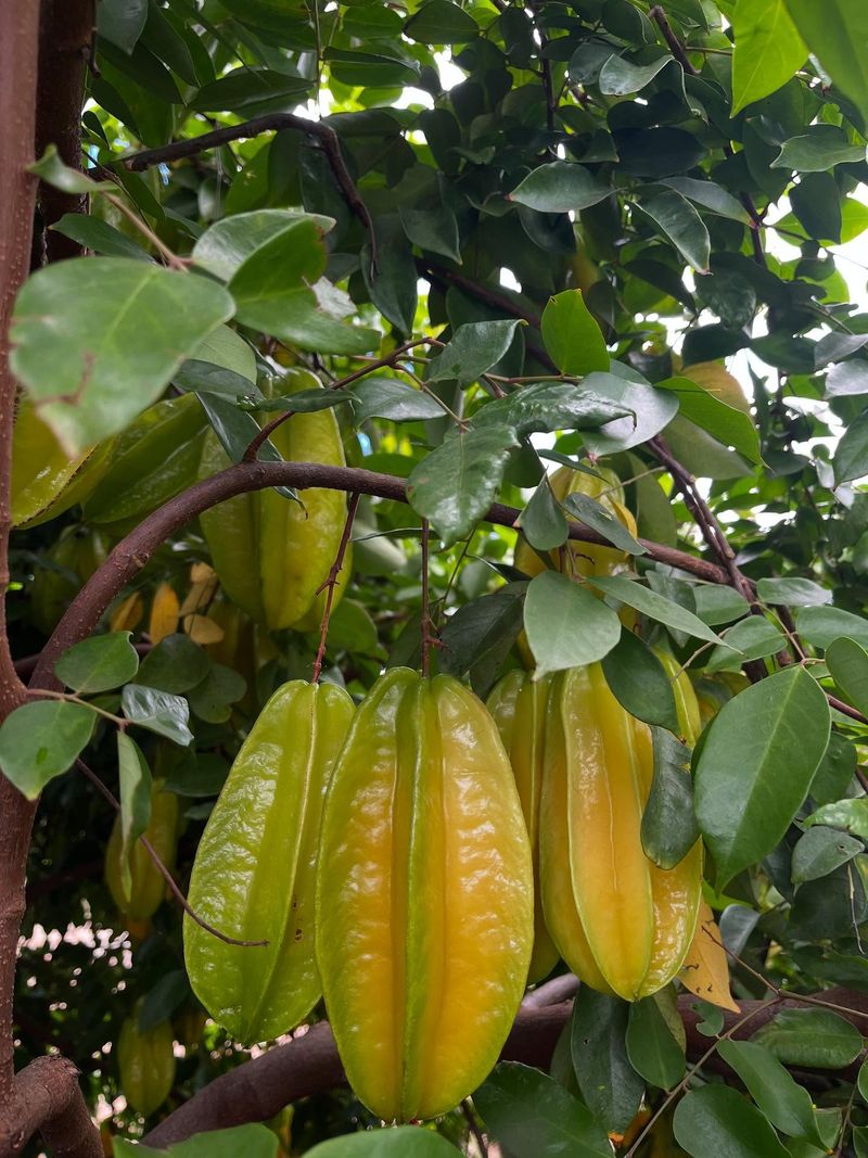Starfruit Tree