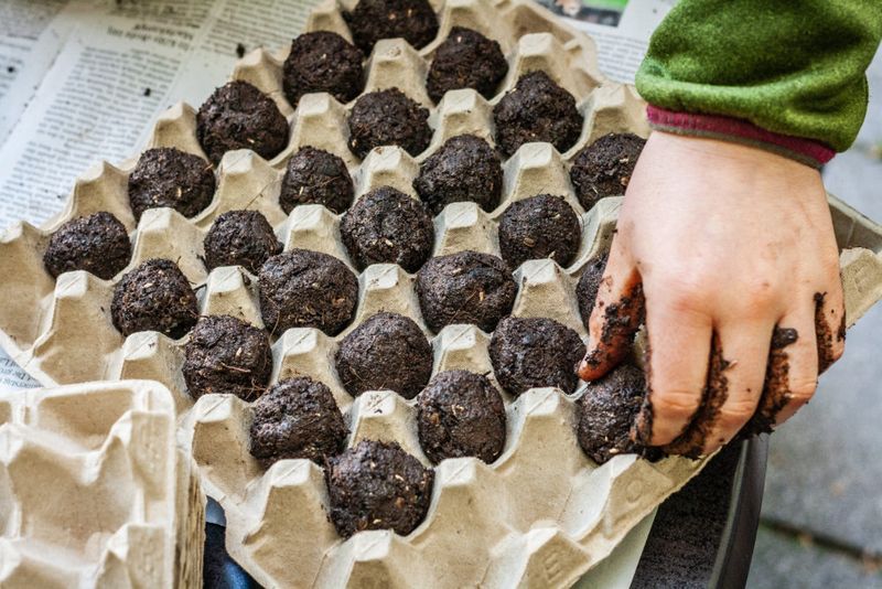 Start a Seed Bomb Project