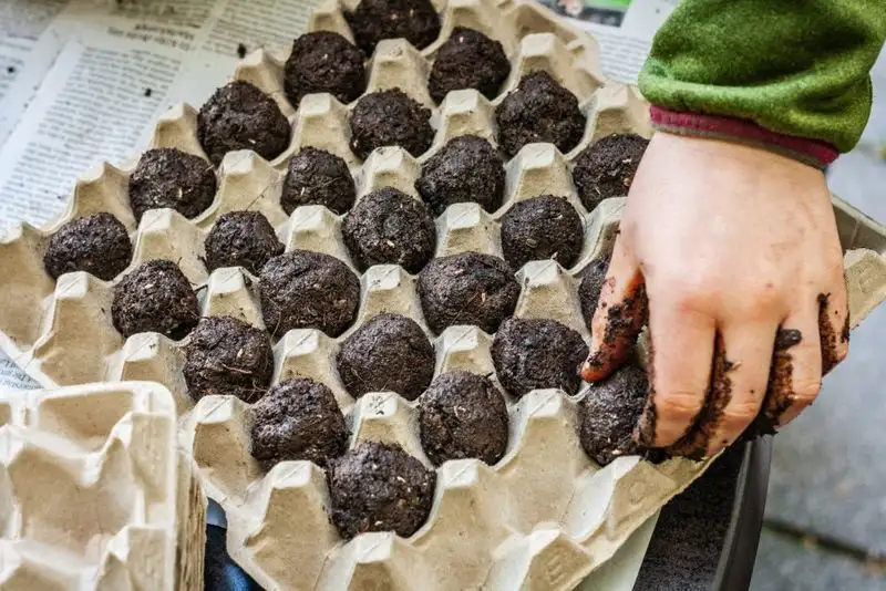 Start a Seed Bomb Project