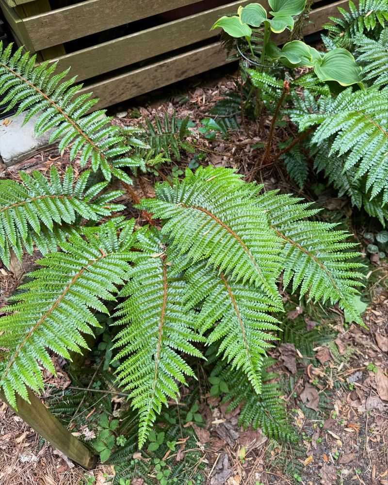 Stately Fern