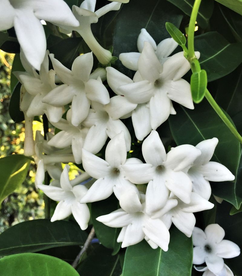 Stephanotis