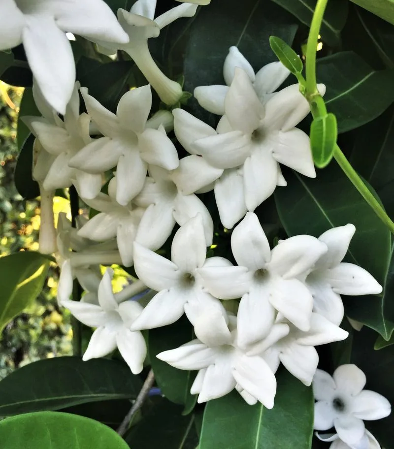 Stephanotis