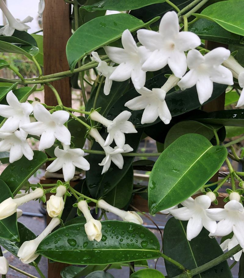 Stephanotis