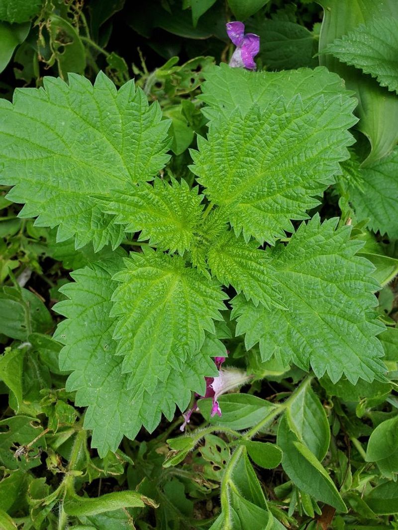 Stinging Nettle