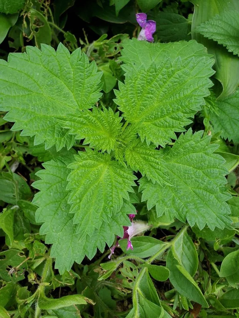 Stinging Nettle