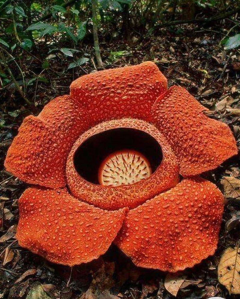 Stinking Corpse Lily