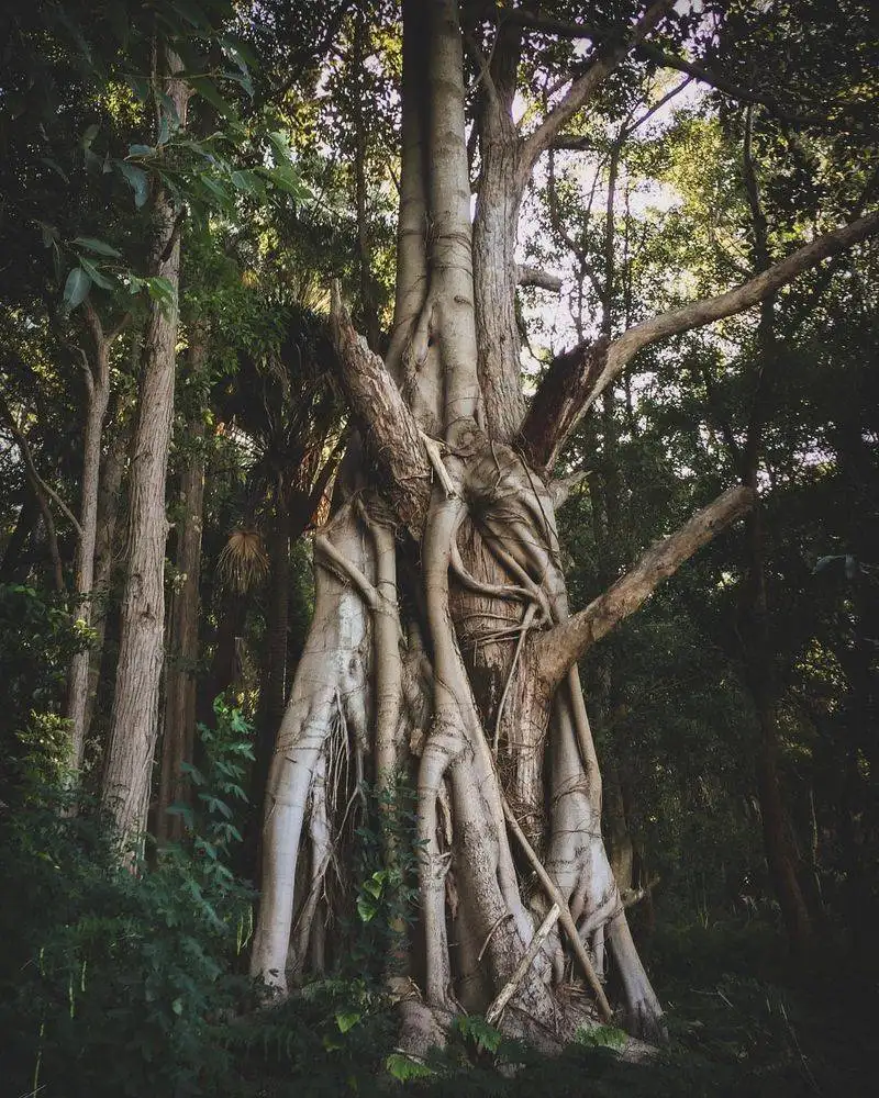 Strangler Fig's Deadly Embrace