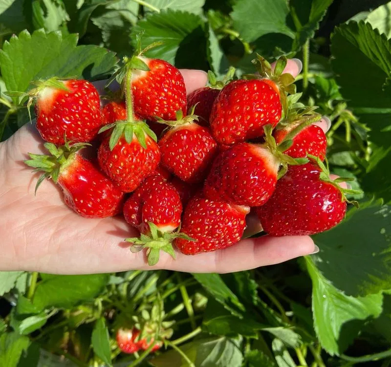 Strawberries