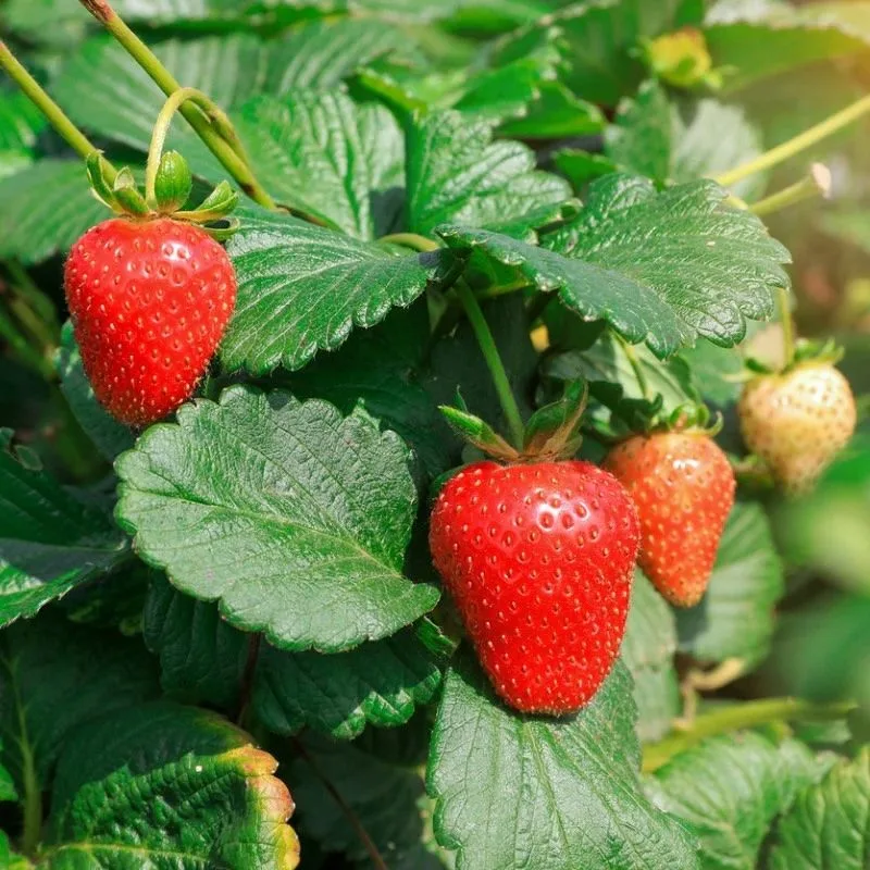 Strawberries