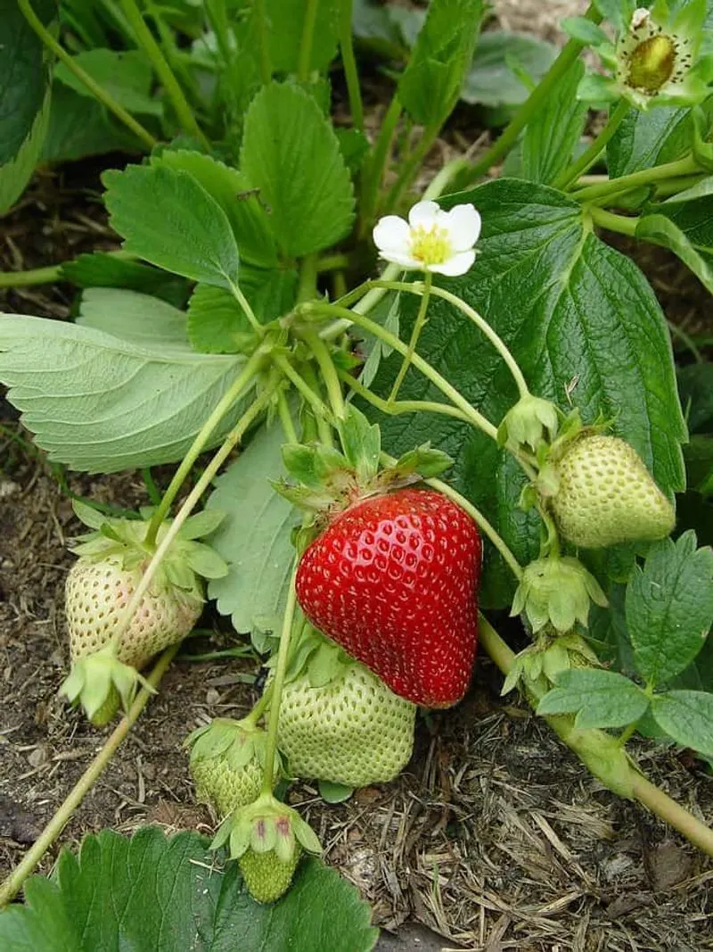 Strawberries