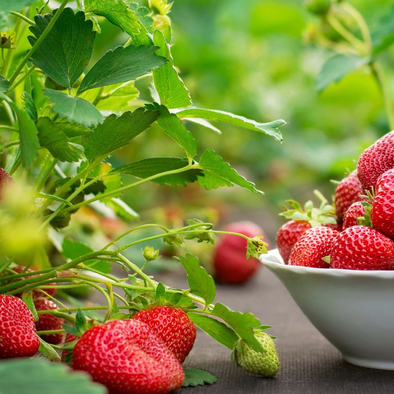 Strawberries