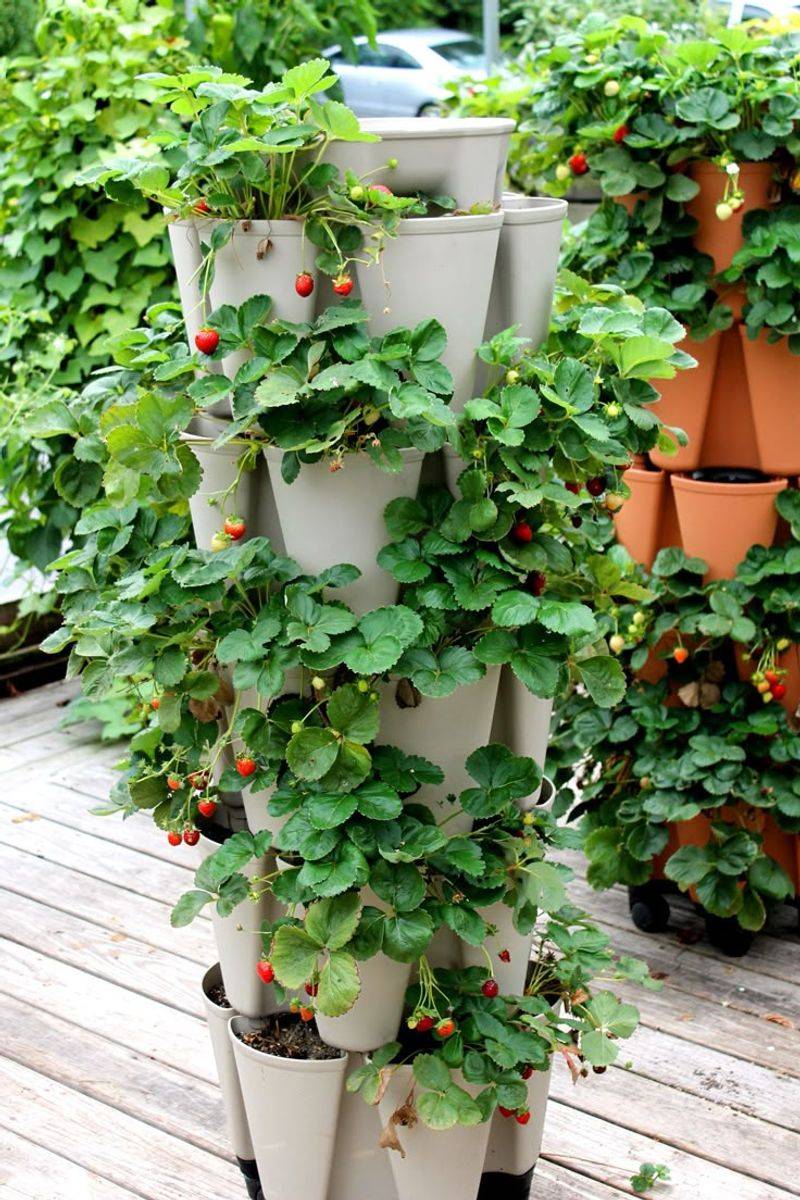 Strawberries