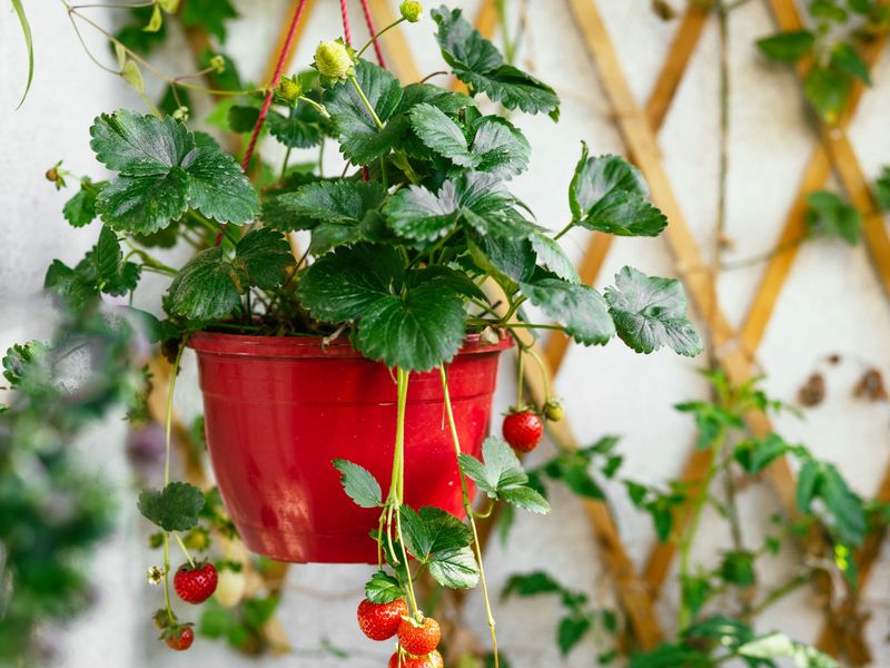 Strawberries