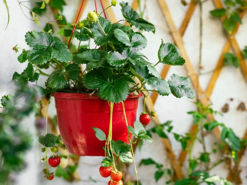 Strawberries