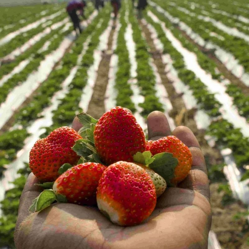 Strawberries
