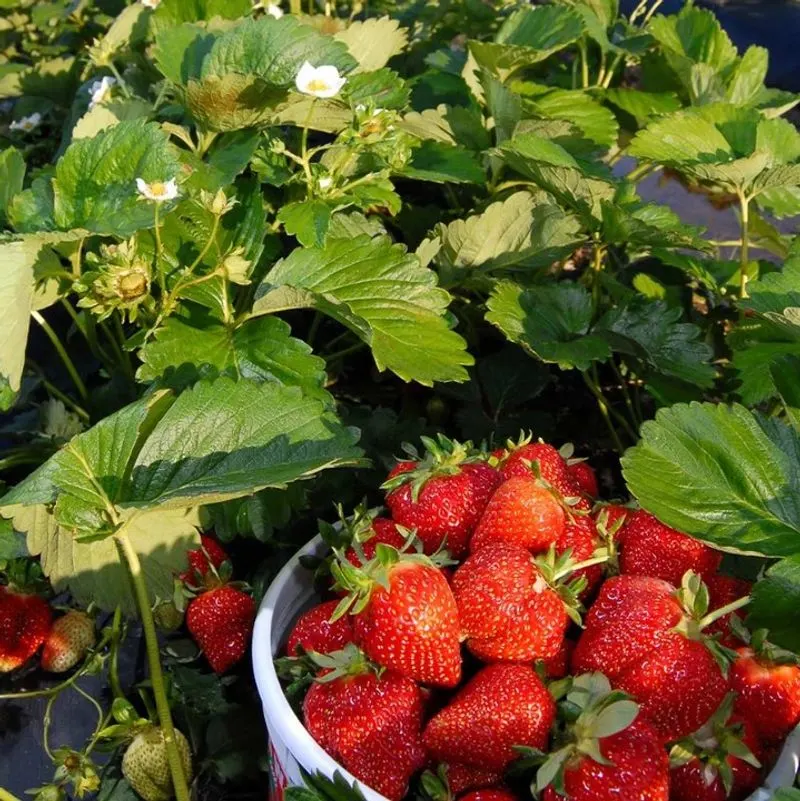 Strawberries
