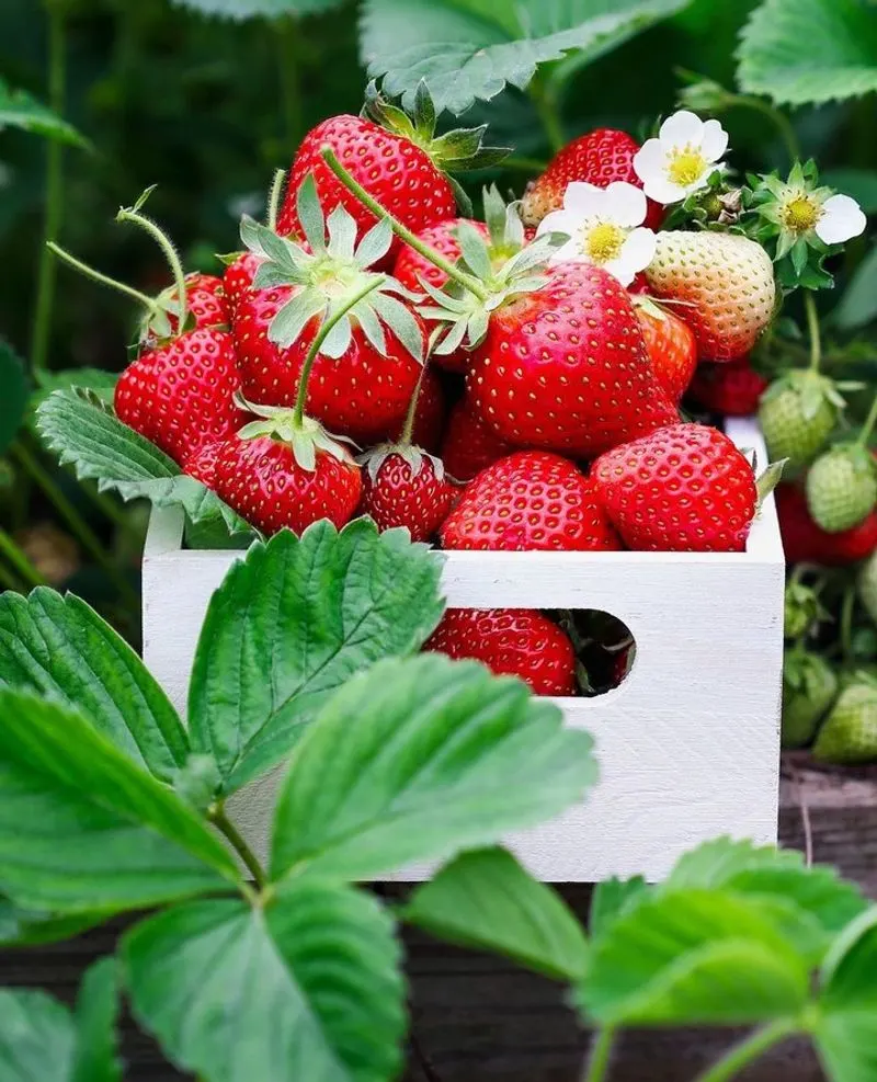 Strawberries