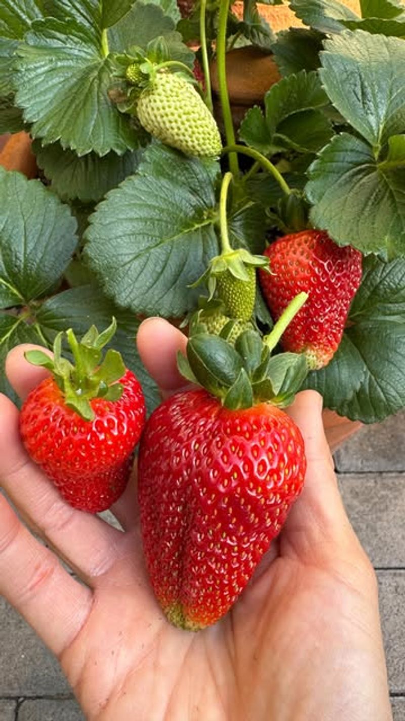 Strawberries