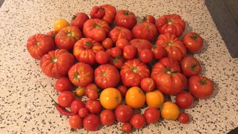 Tomatoes (Heirloom or Beefsteak)