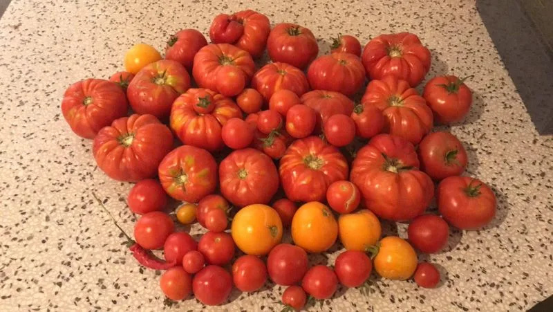 Tomatoes (Heirloom or Beefsteak)