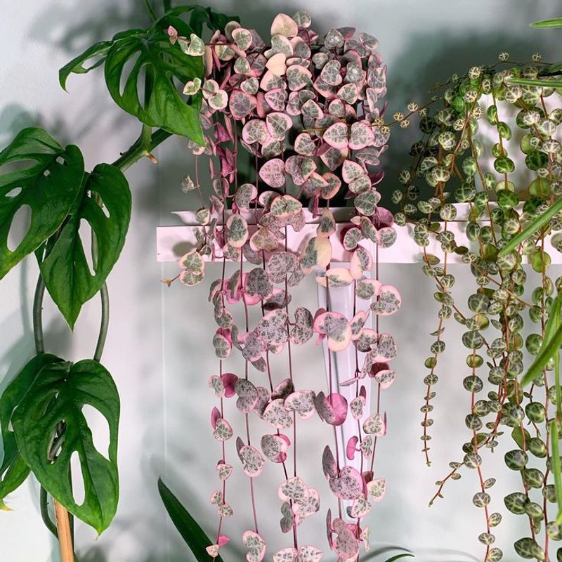 String of Hearts