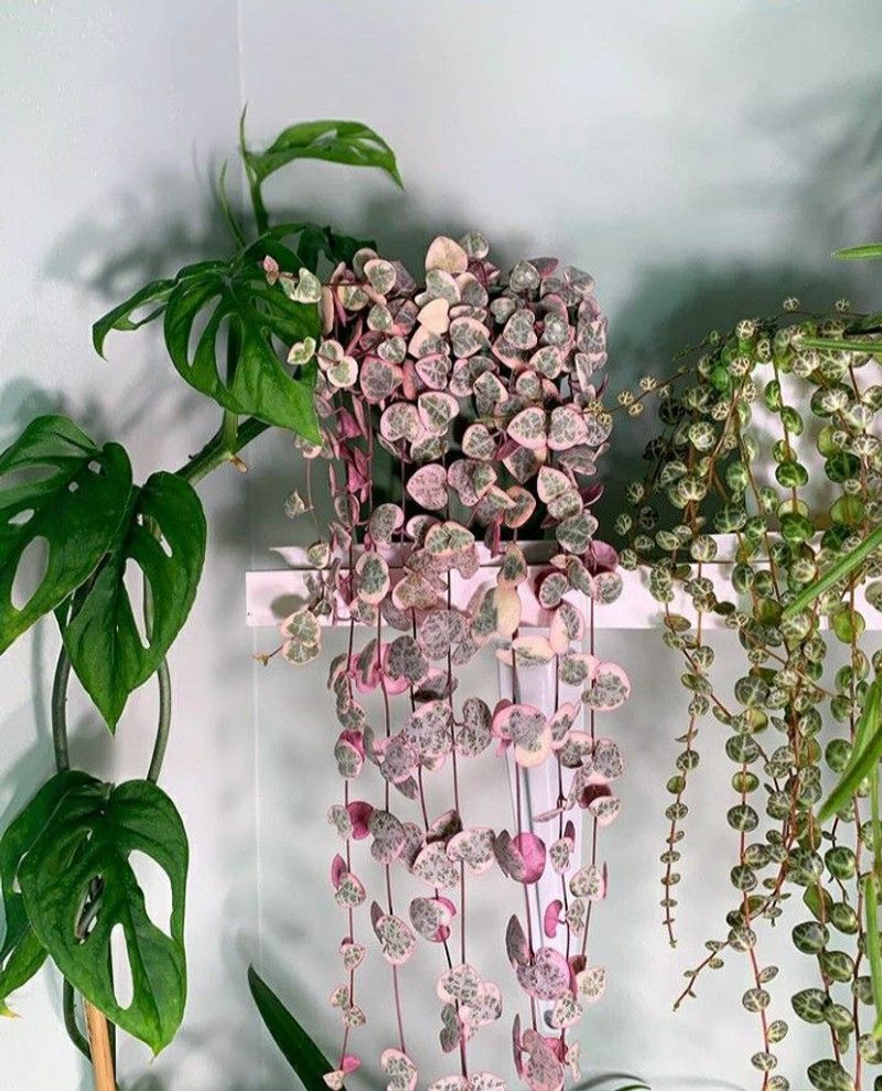 String of Hearts