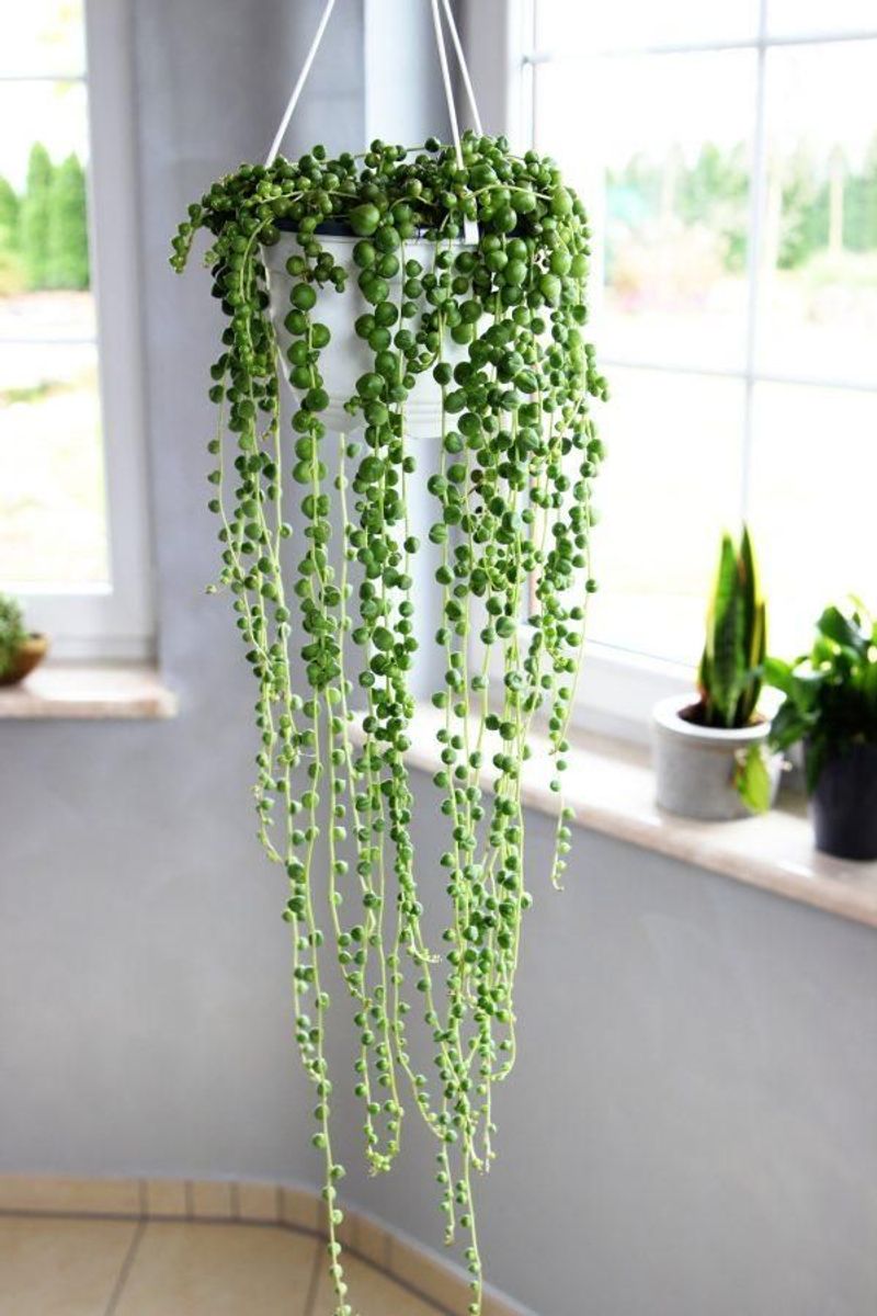 String of Pearls