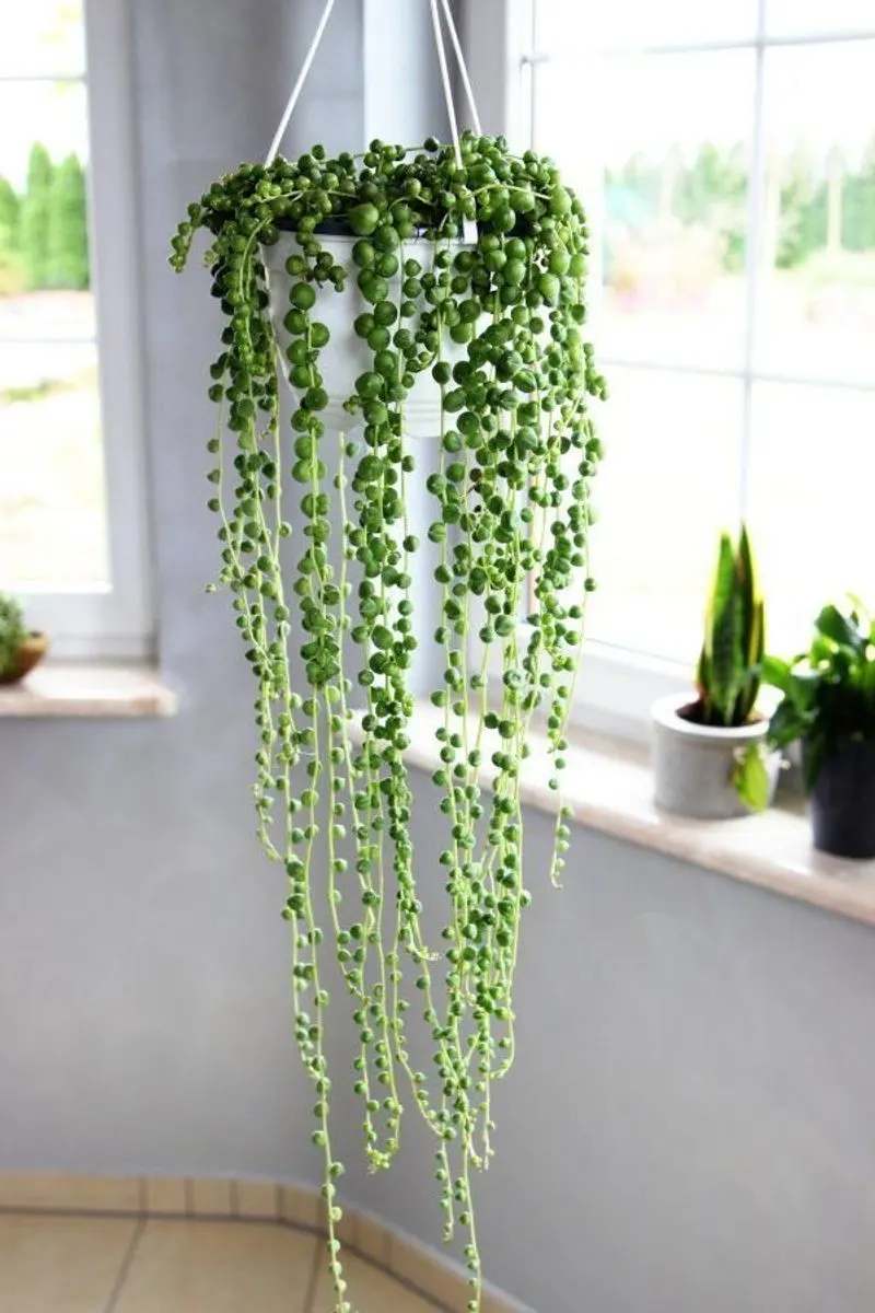 String of Pearls