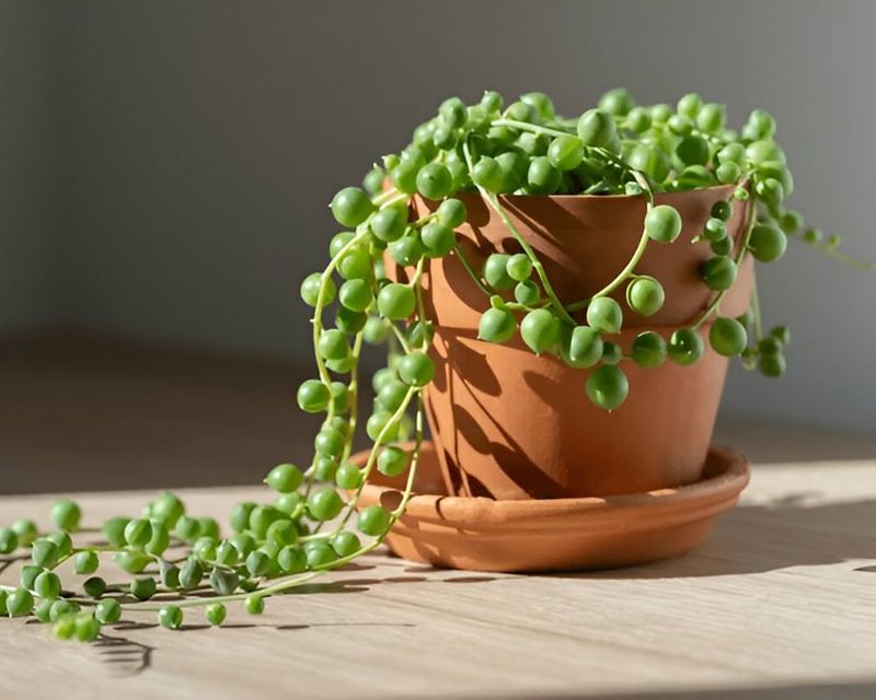 String of Pearls