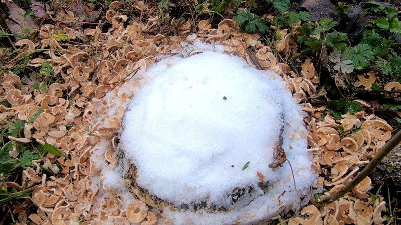 Epsom Salt Method