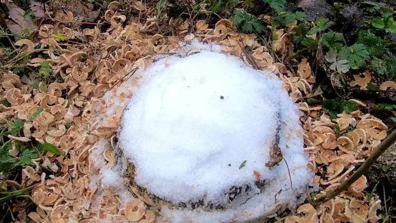 Epsom Salt Method