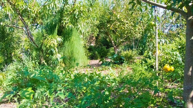 Suburban Food Forest