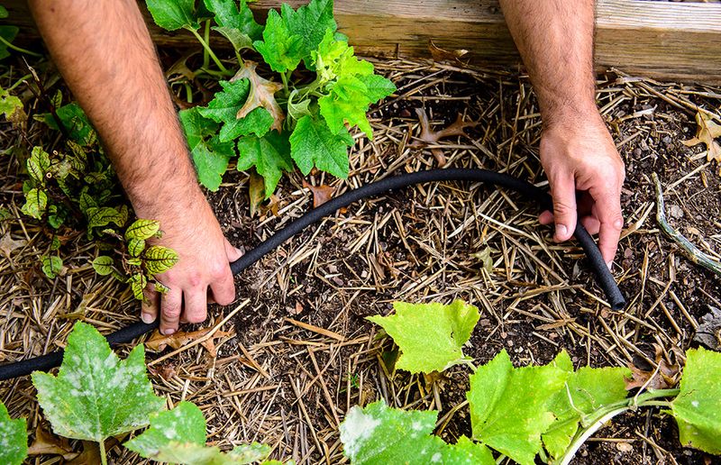 Success: Soaker Hose Efficiency