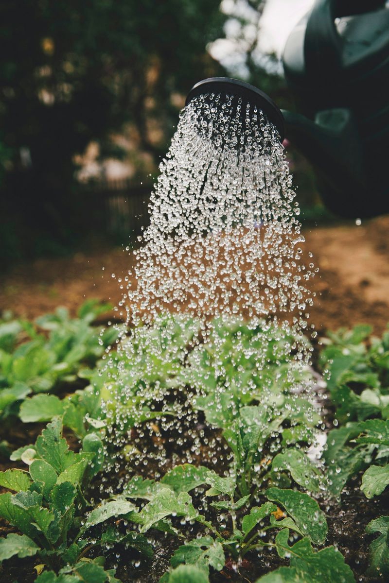Success: Watering with Recycled Water