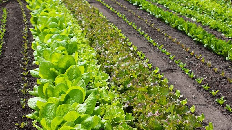 Succession Planting