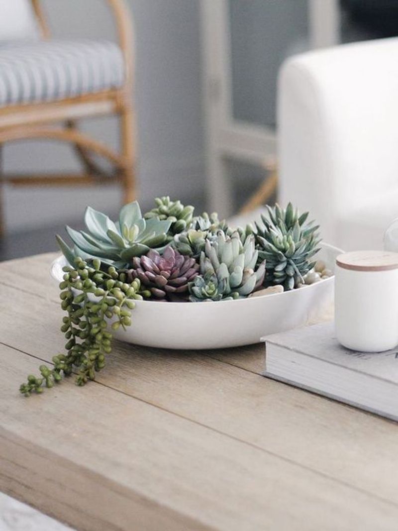Succulent Arrangements